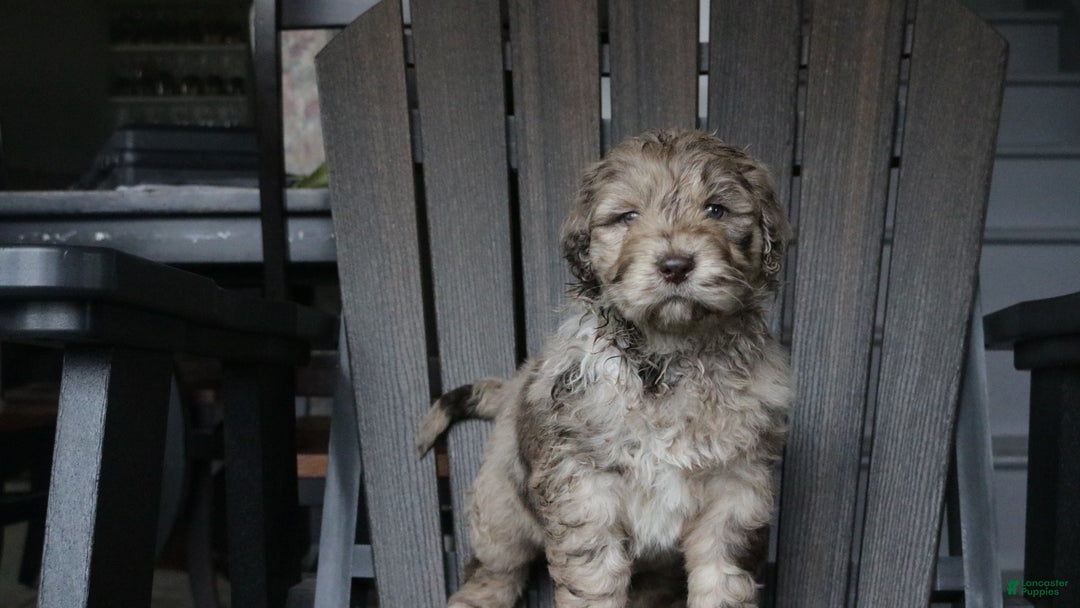 Newfypoo dogs for sale: Reni - Ad 9