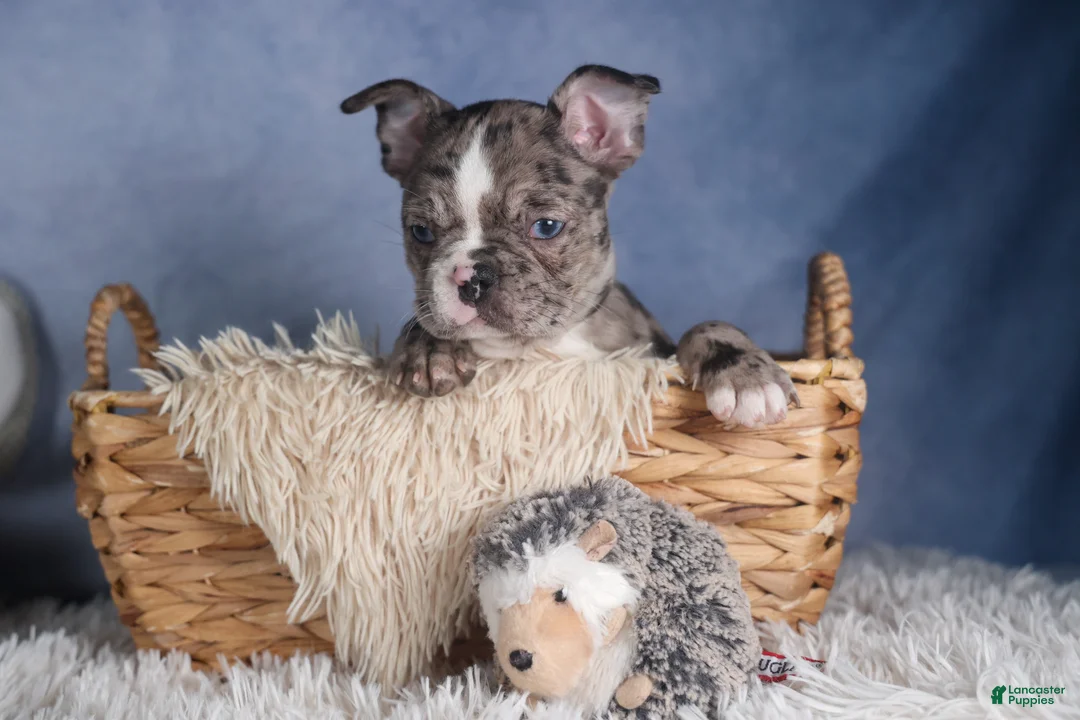 Frenchton dogs for sale: ISABELLA - Ad 6