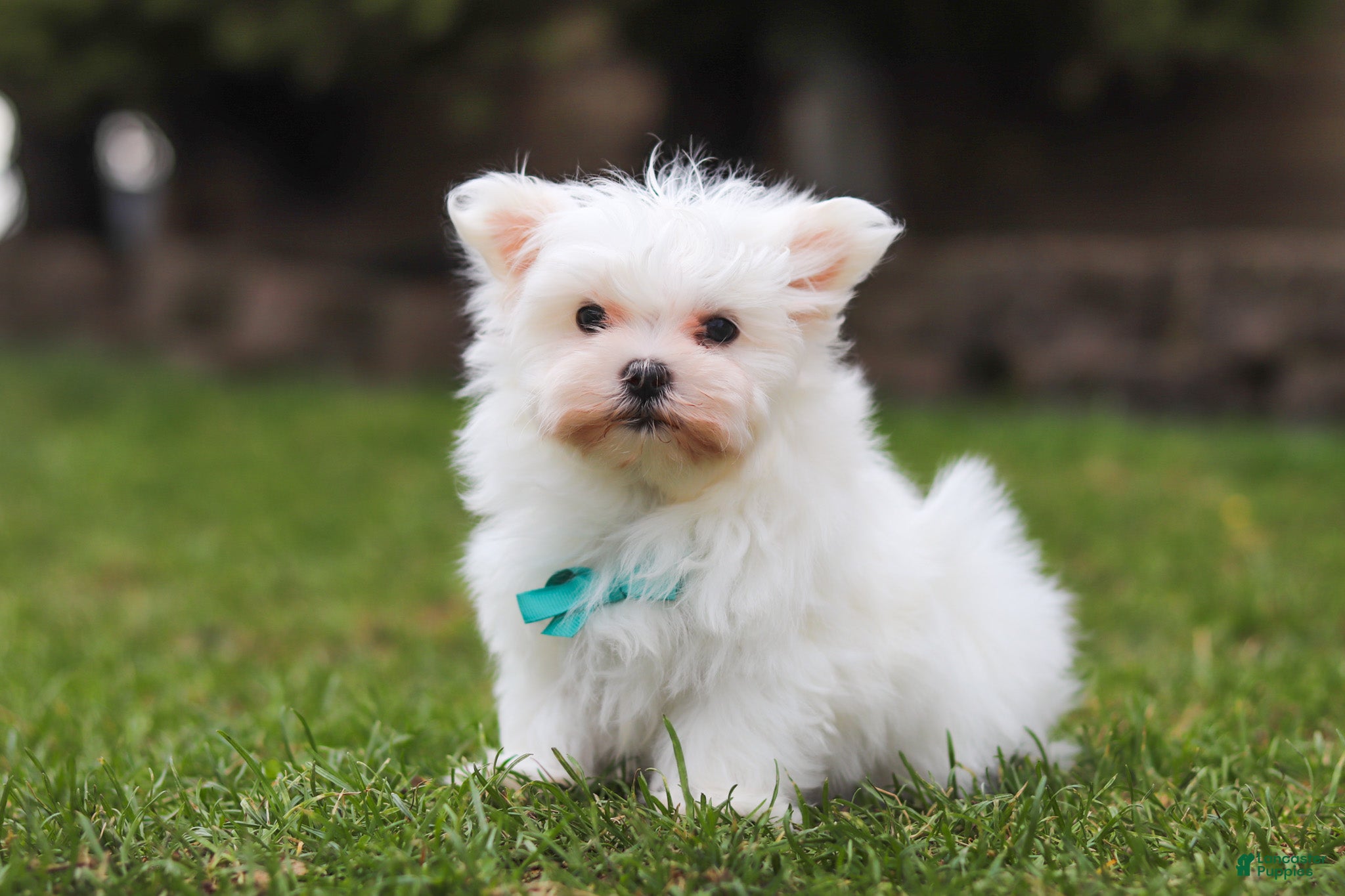 Maltese dogs Jessie - Ad 1