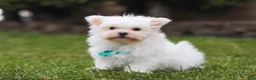 Maltese dogs for sale: Jessie - Ad 1
