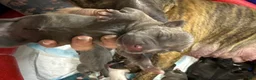 Mixed Breed dogs for sale: Hemara - Ad 2