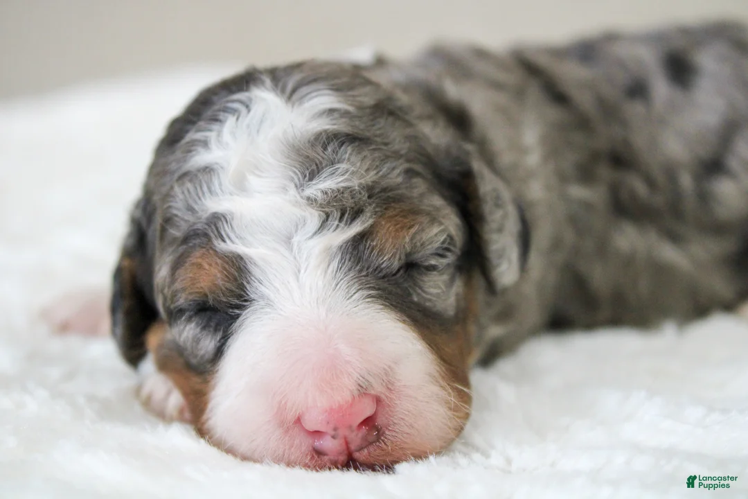 Mini Bernedoodle dogs for sale: Sunny  - Ad 1