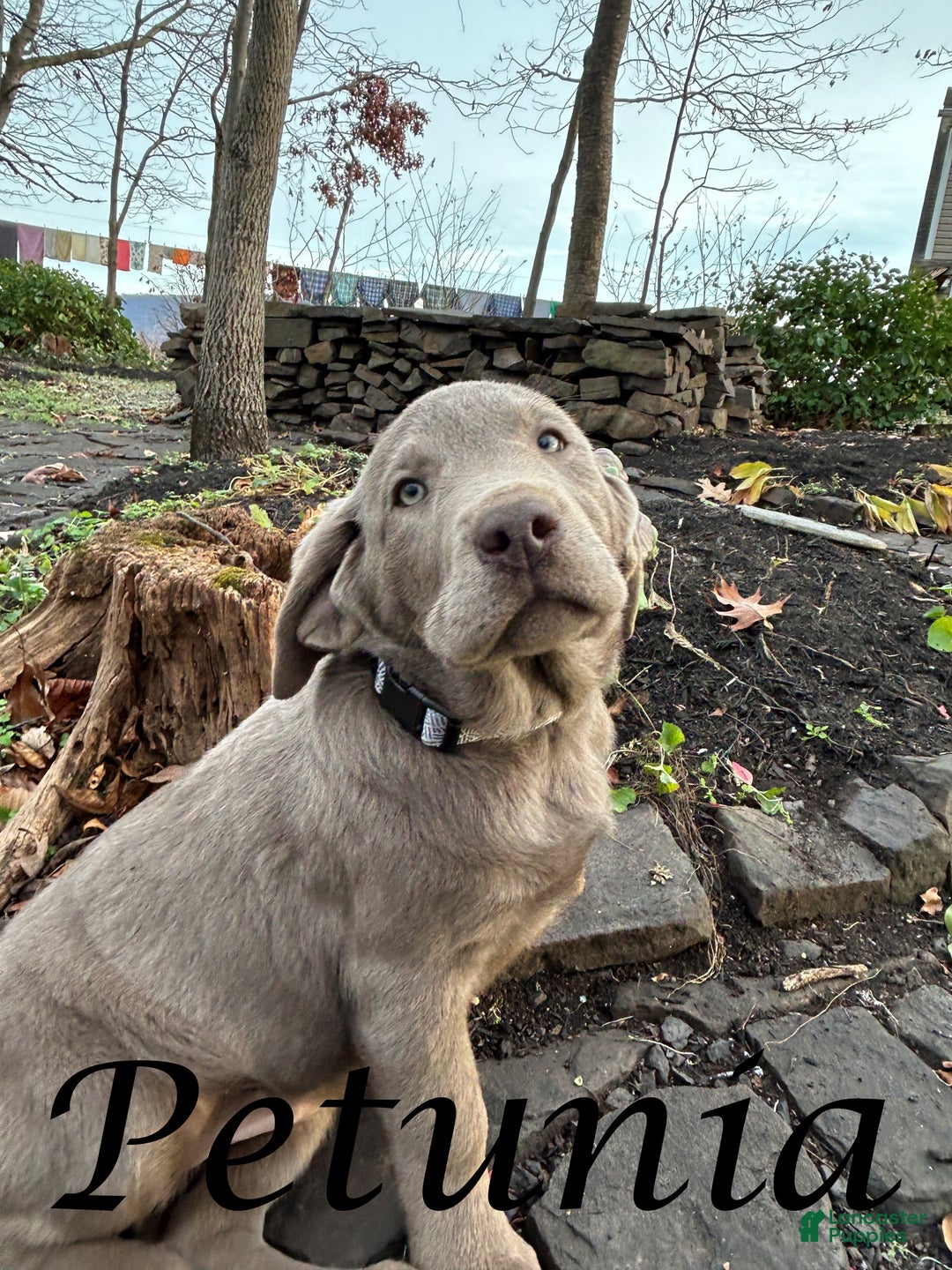 Labrador Retriever dogs for sale: Petunia  - Ad 2