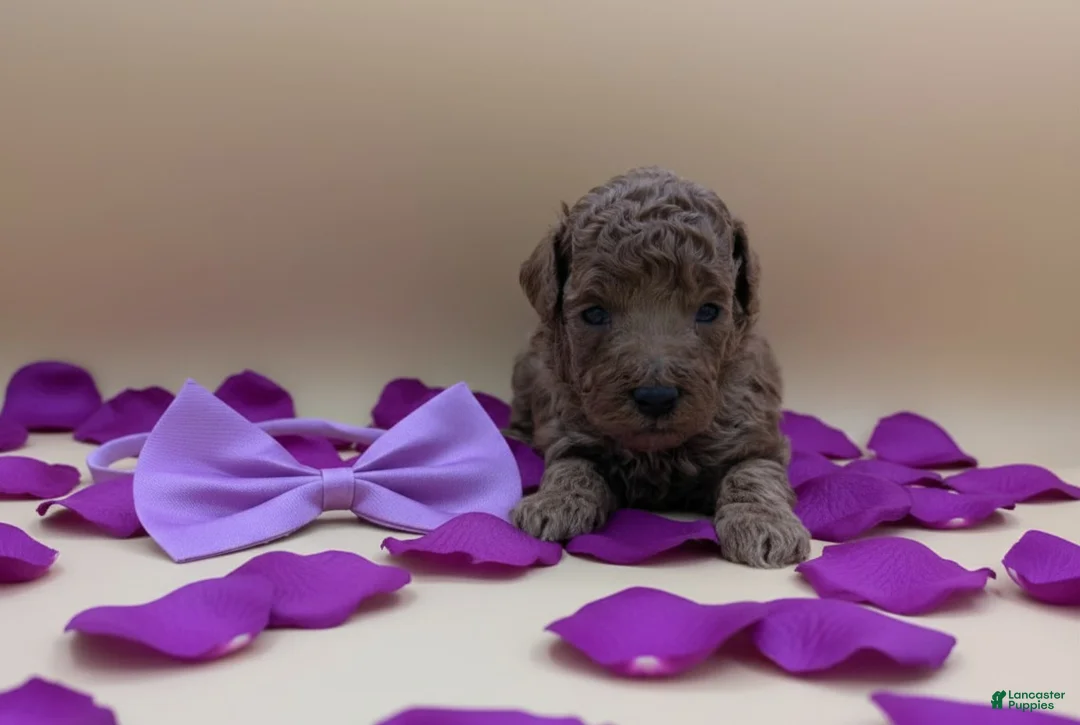 Toy Poodle dogs for sale: Cinnamon 💜 - Ad 13