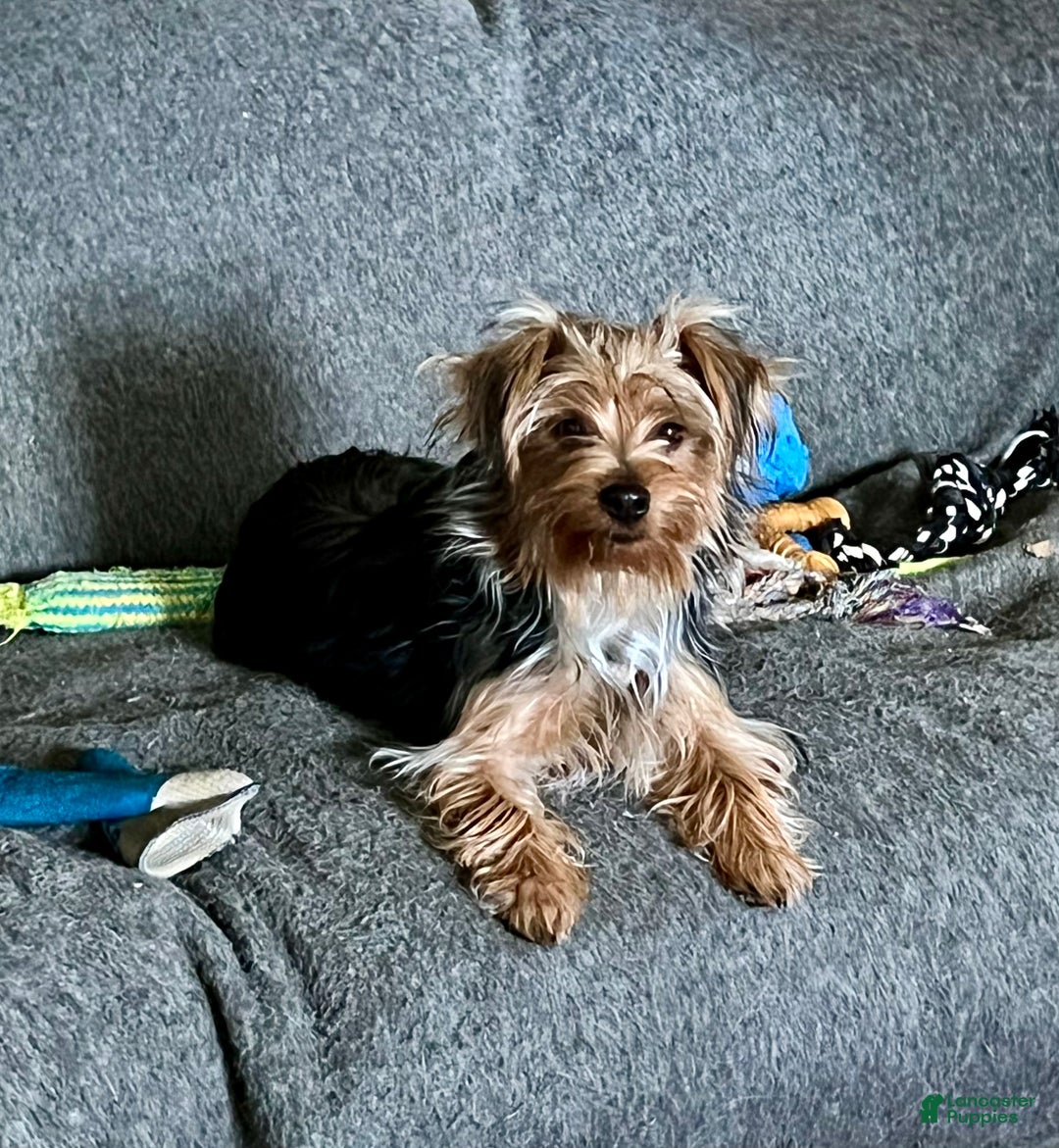 Yorkshire Terrier dogs for sale: Scotty - Ad 4