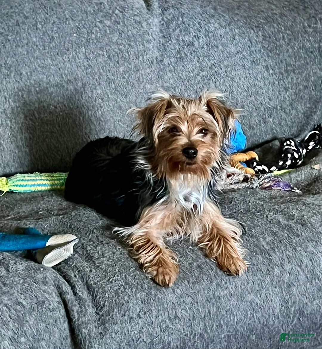 Yorkshire Terrier dogs for sale: Scotty - Ad 4