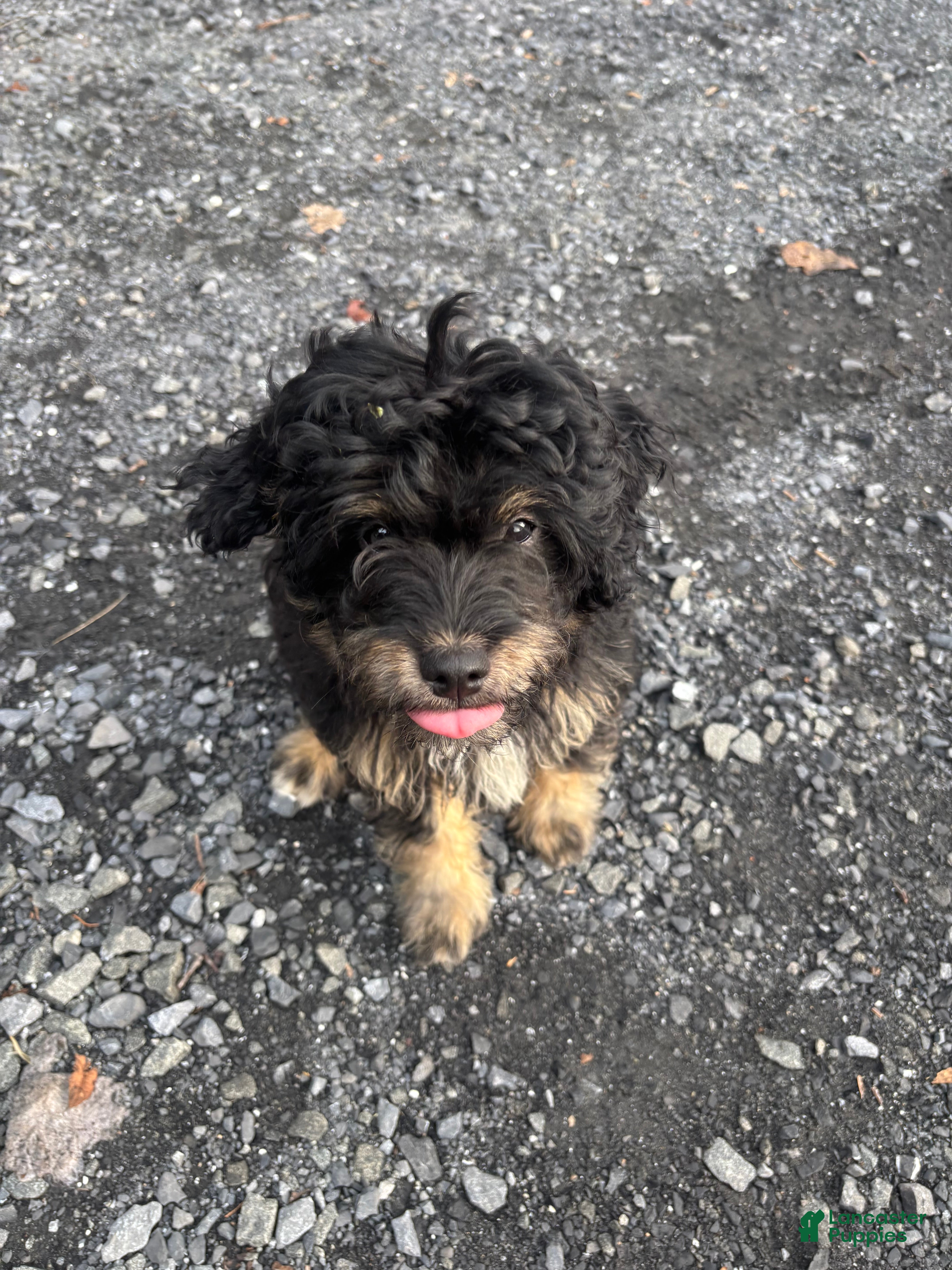 Aussiedoodle dogs Aussiedoodle 2 - Ad 1