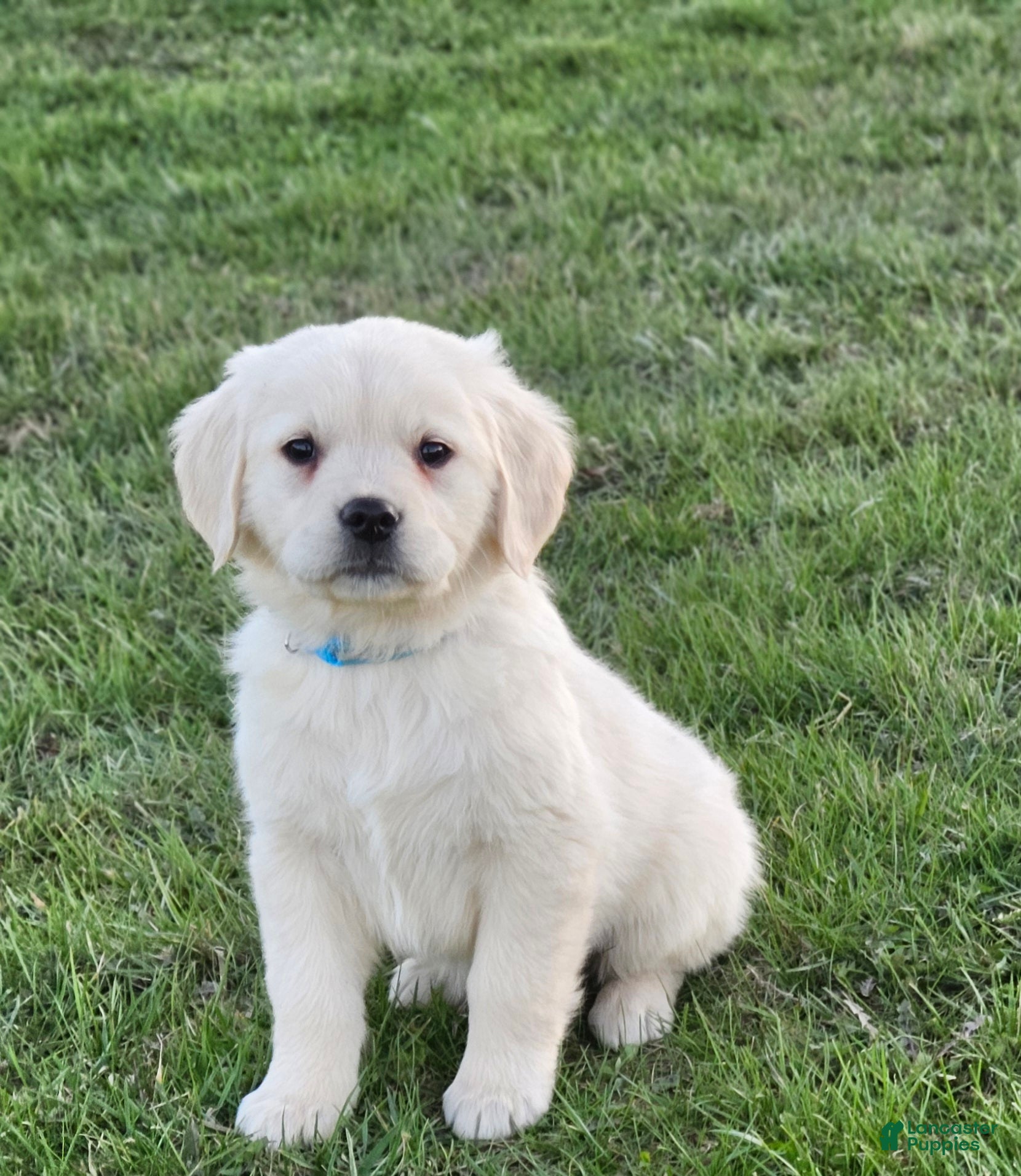 Golden Retriever dogs Brooke - Ad 22