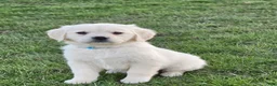 Golden Retriever dogs for sale: Brooke - Ad 1
