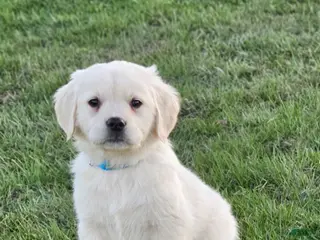 Golden Retriever dogs Brooke - Ad 22