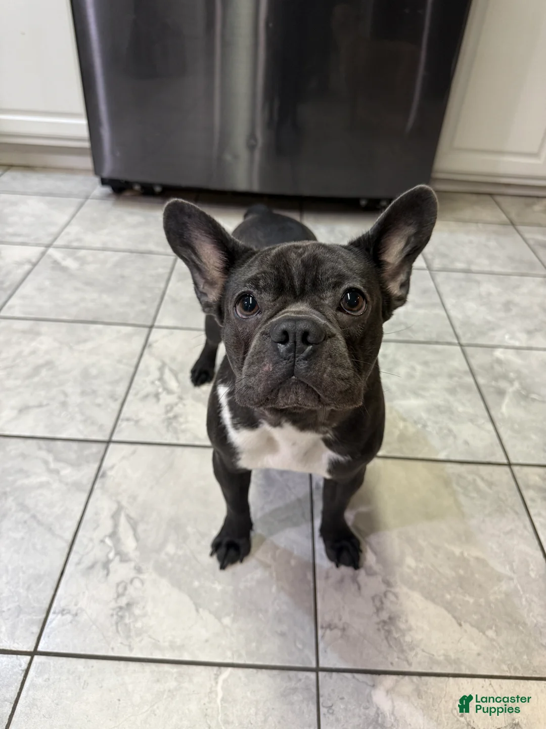 Frenchton dogs for sale: Frenchton Puppy 5 - Ad 6