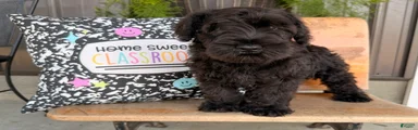 Thelma Miniature Schnauzer 