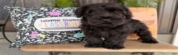 Miniature Schnauzer dogs for sale: Thelma Miniature Schnauzer  - Ad 1
