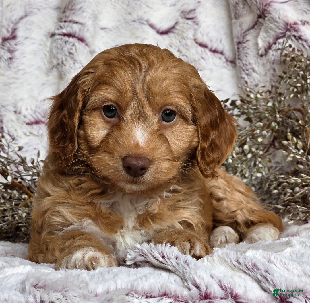Cockapoo dogs for sale: Nelly - Ad 4