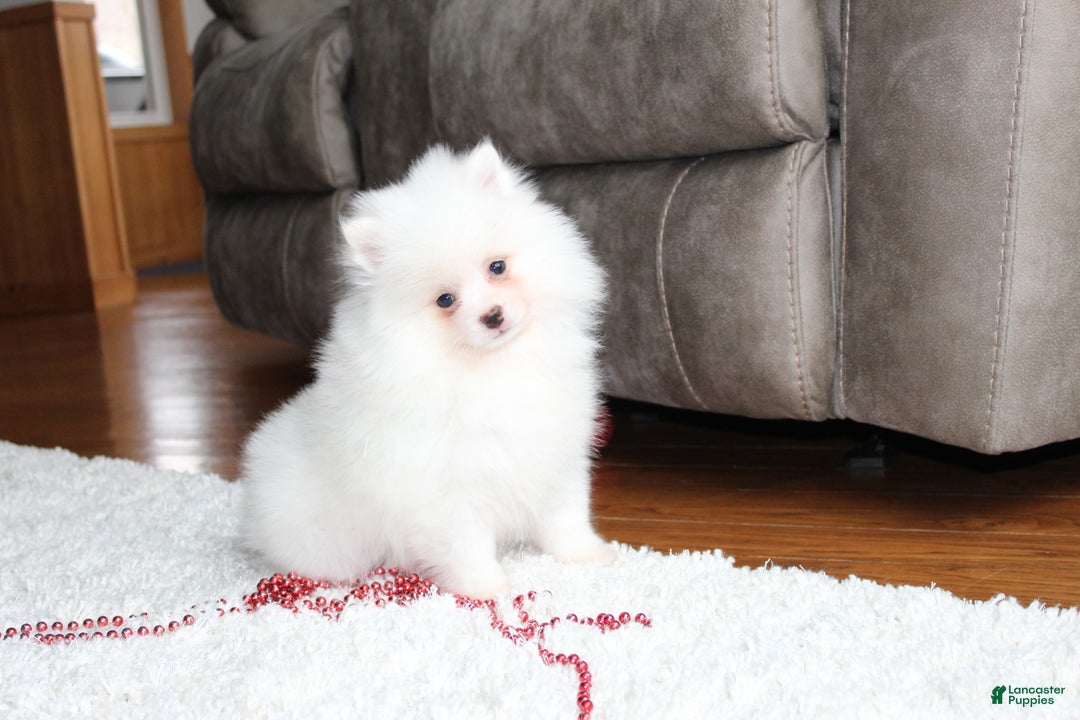 Pomeranian dogs for sale: Emerson - Ad 4