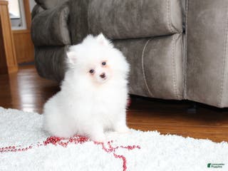 Pomeranian dogs Emerson - Ad 32