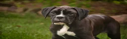 Boxer dogs for sale: Tucker - Ad 3