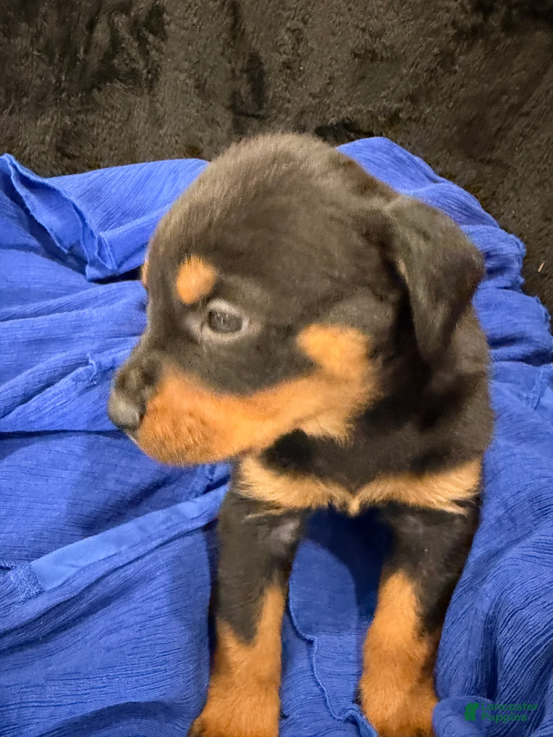 Rottweiler dogs for sale: Rottweiler Puppy 1 - Ad 35