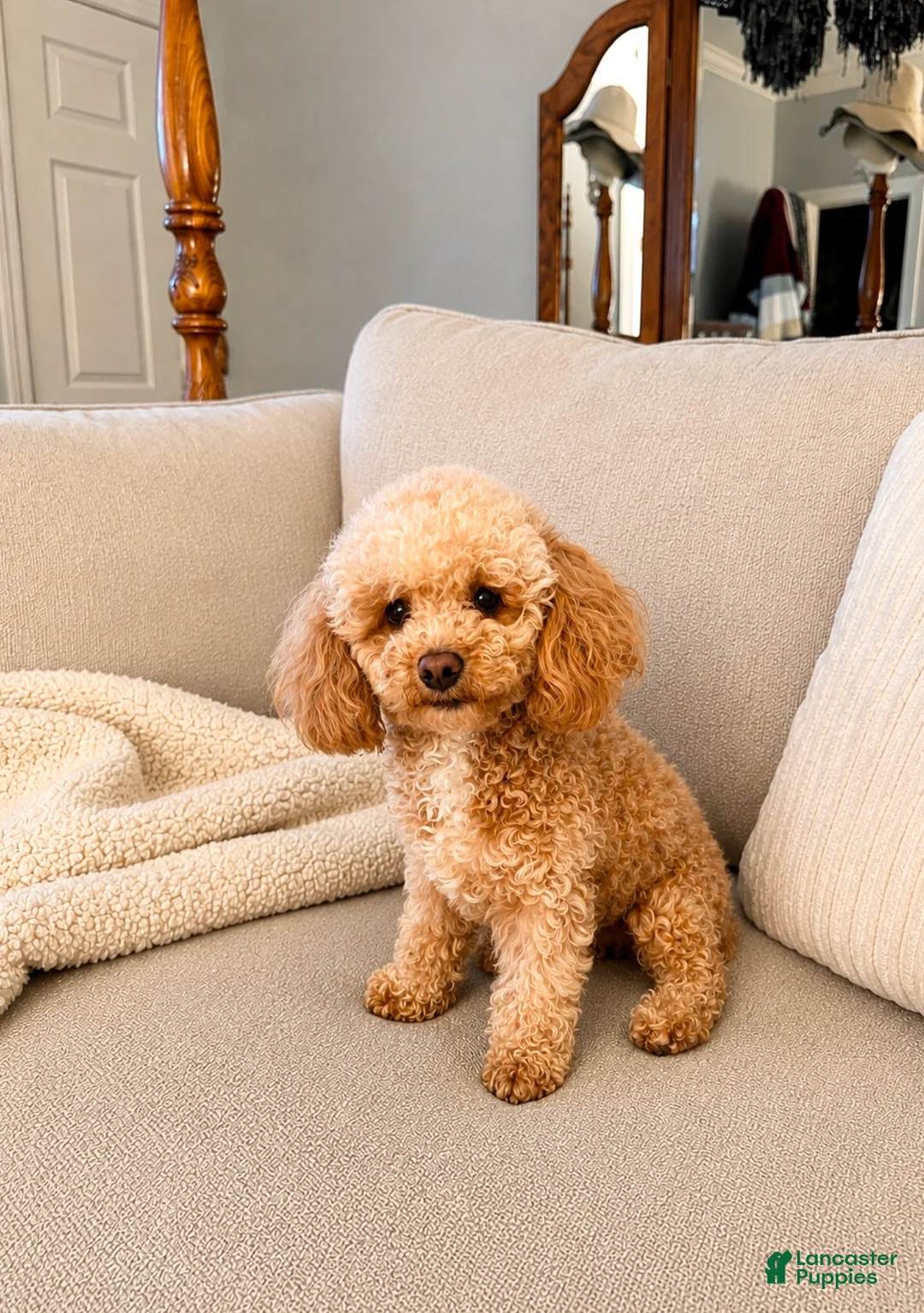 Cavapoo dogs for sale: Axel - Ad 2