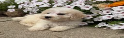 Miniature Poodle dogs for sale: Jack - Ad 9