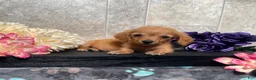 Miniature Dachshund dogs for sale: Skipper - Ad 6