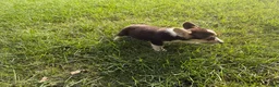 Welsh Corgi Pembroke dogs for sale: Floyd - Ad 6