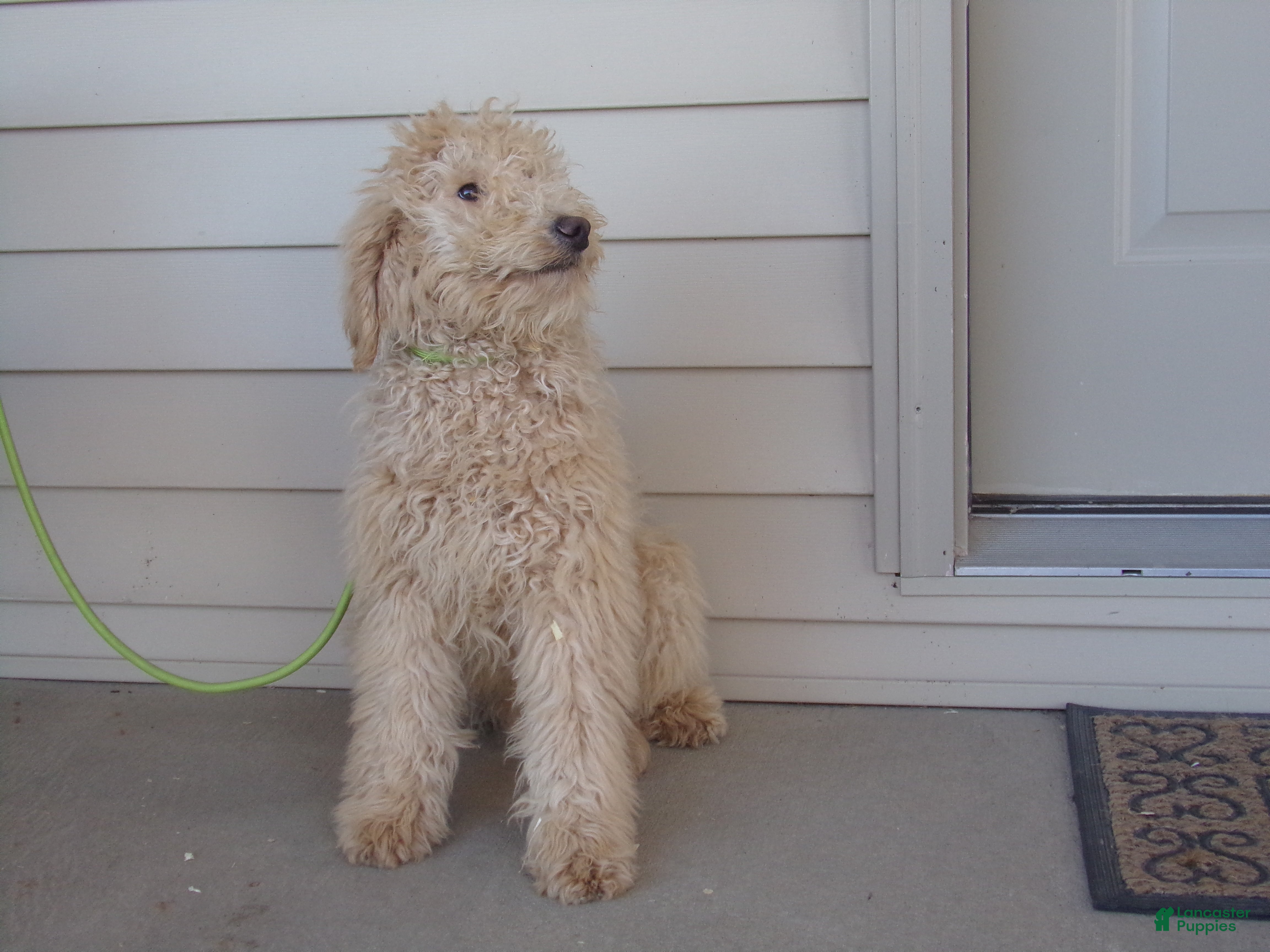 Aussiedoodle dogs Ralph - Ad 2