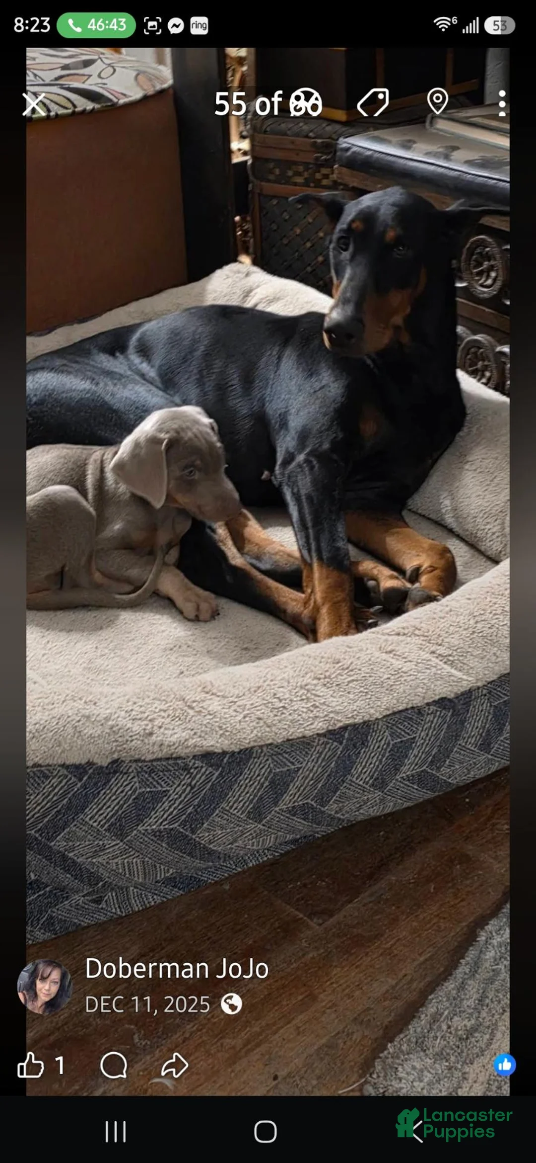 Doberman Pinscher dogs for sale: Doberman Pinscher 10 - Ad 2