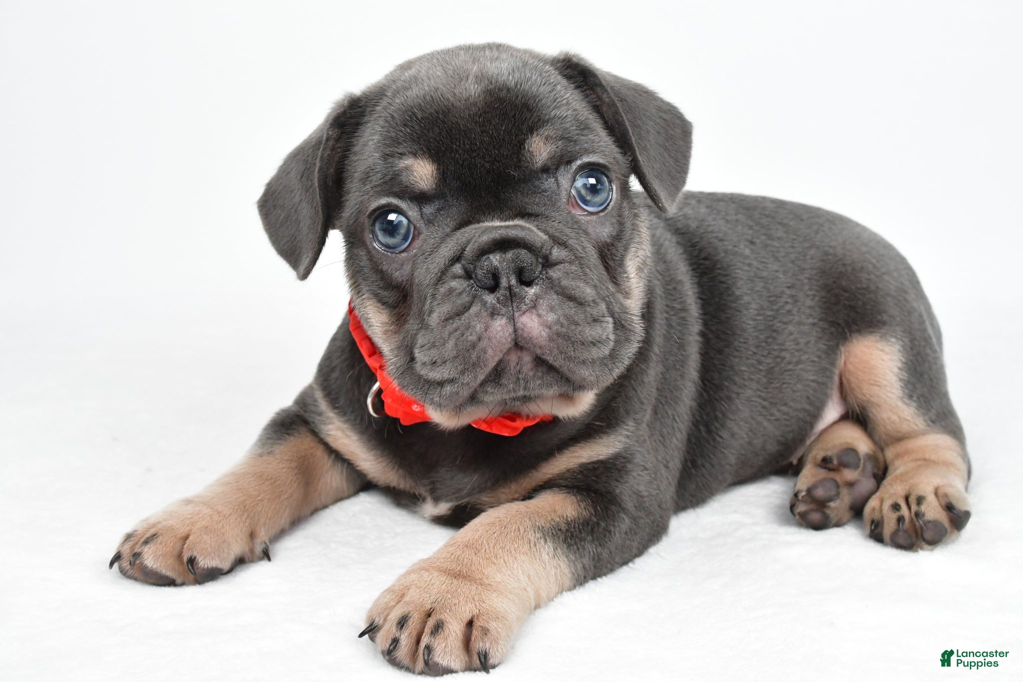 French Bulldog dogs Dustin - Ad 1