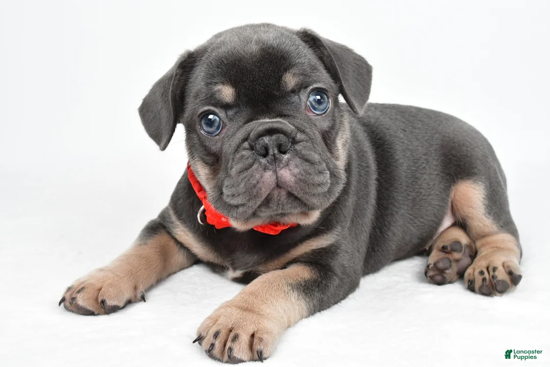 French Bulldog dogs for sale: Dustin - Ad 1