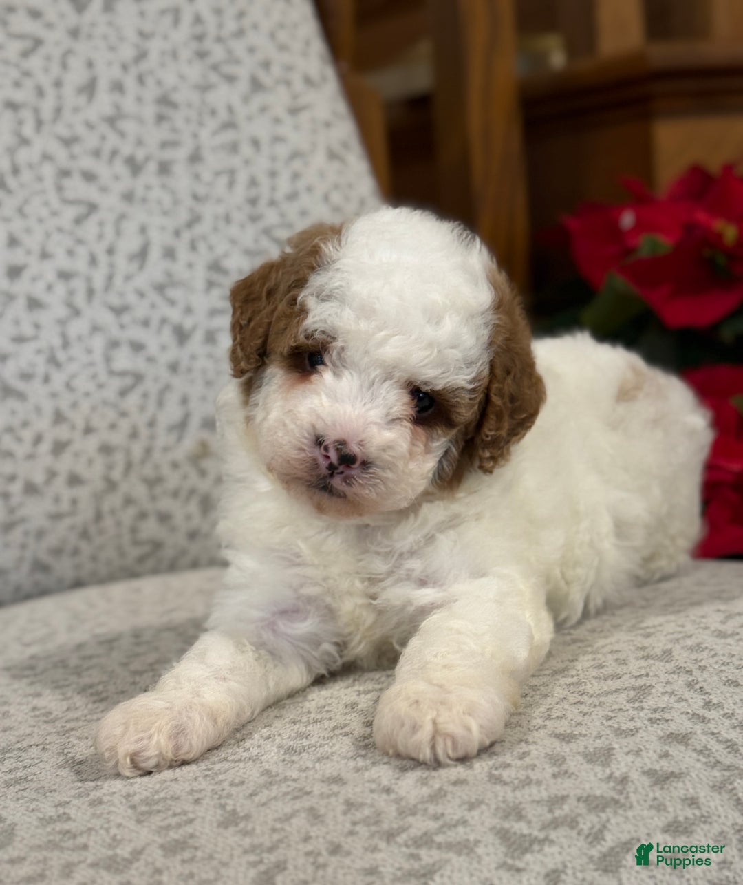 Miniature Poodle dogs for sale: Jasper  - Ad 10