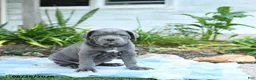 Cane Corso dogs for sale: Wayne - Ad 3