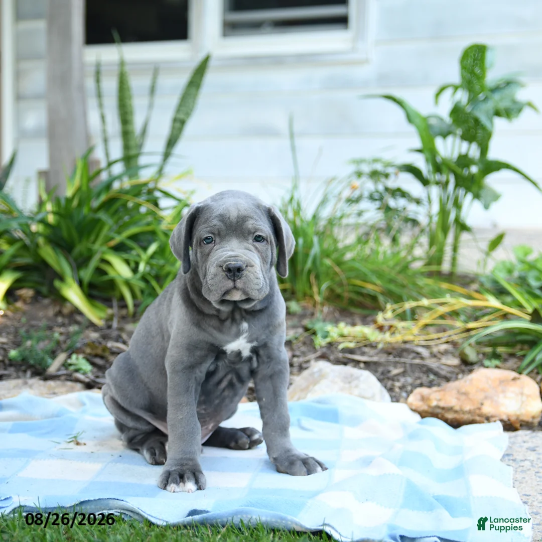 Cane Corso dogs for sale: Wayne - Ad 3