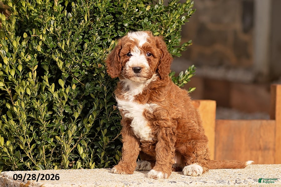 Mini Goldendoodle dogs Tina - Ad 1