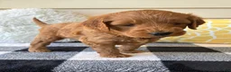 Mini Goldendoodle dogs for sale: Mini Goldendoodle “Ollie” - Ad 4