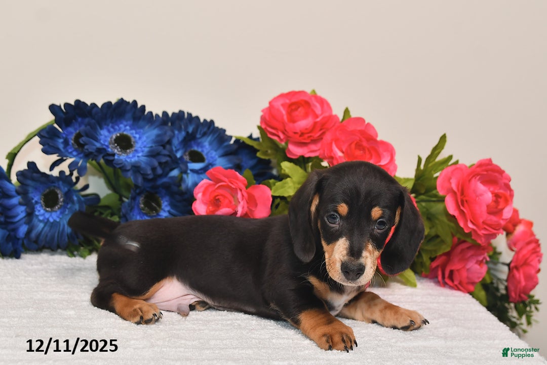 Miniature Dachshund dogs for sale: Rowdy - Ad 4