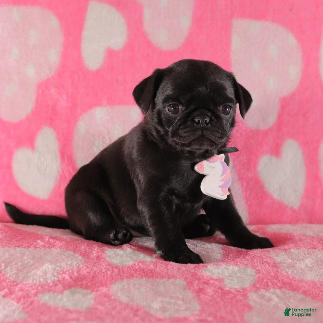Pug dogs for sale: Violet - Ad 3