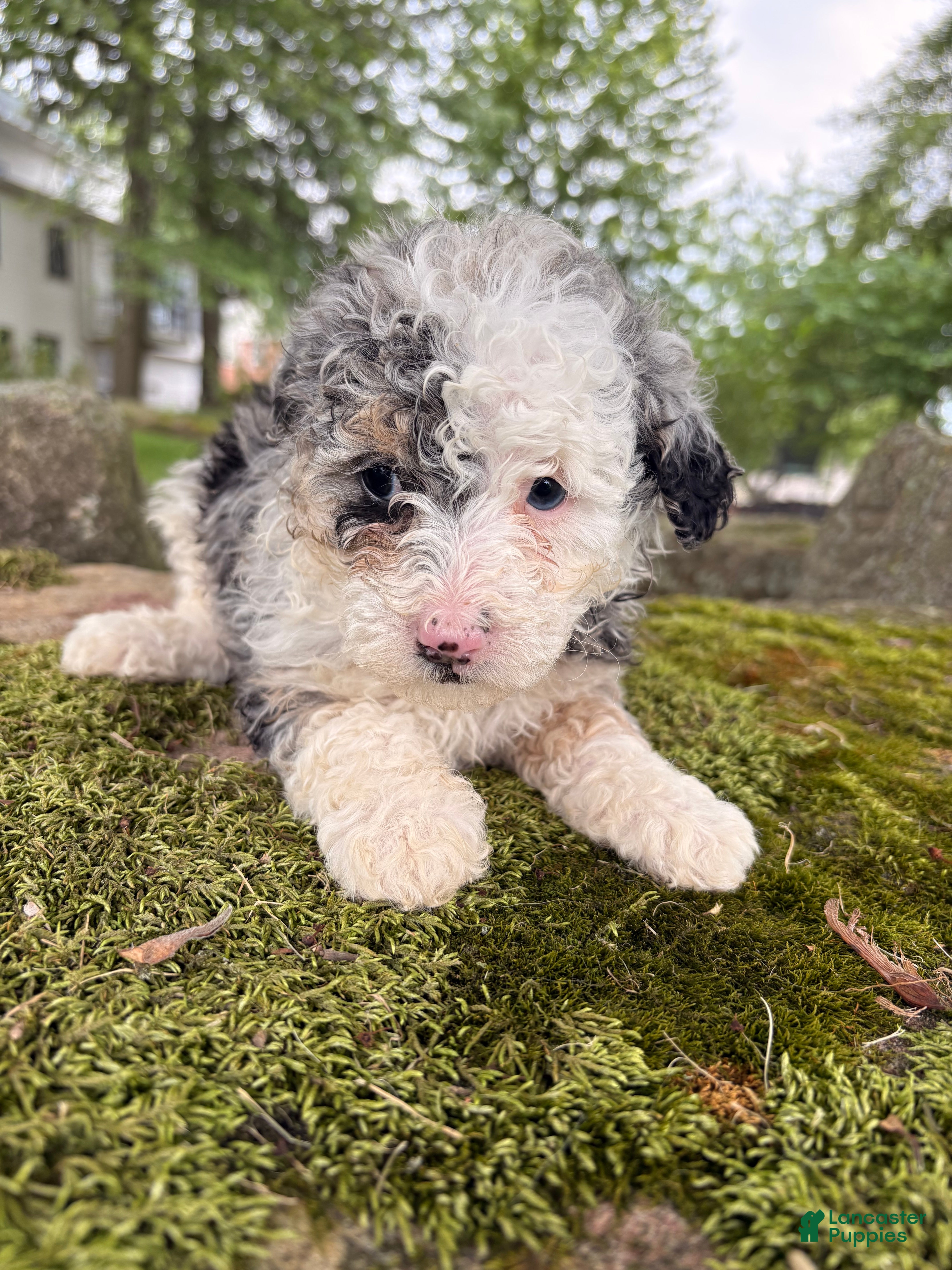 Corgipoo dogs Iris-F1B- CorgiPoo Merle - Ad 1