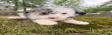 Iris-F1B- CorgiPoo Merle