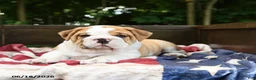 Olde English Bulldogge dogs for sale: Samson - Ad 3