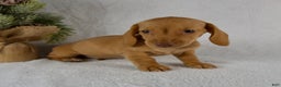 Miniature Dachshund dogs for sale: Stella - Ad 3