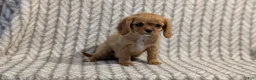 Cavalier King Charles Spaniel dogs for sale: Sienna - Ad 6