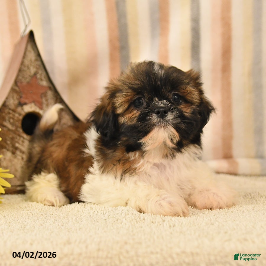 Shih Tzu dogs Mandy - Ad 2