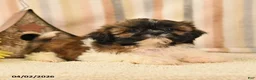 Shih Tzu dogs for sale: Mandy - Ad 2