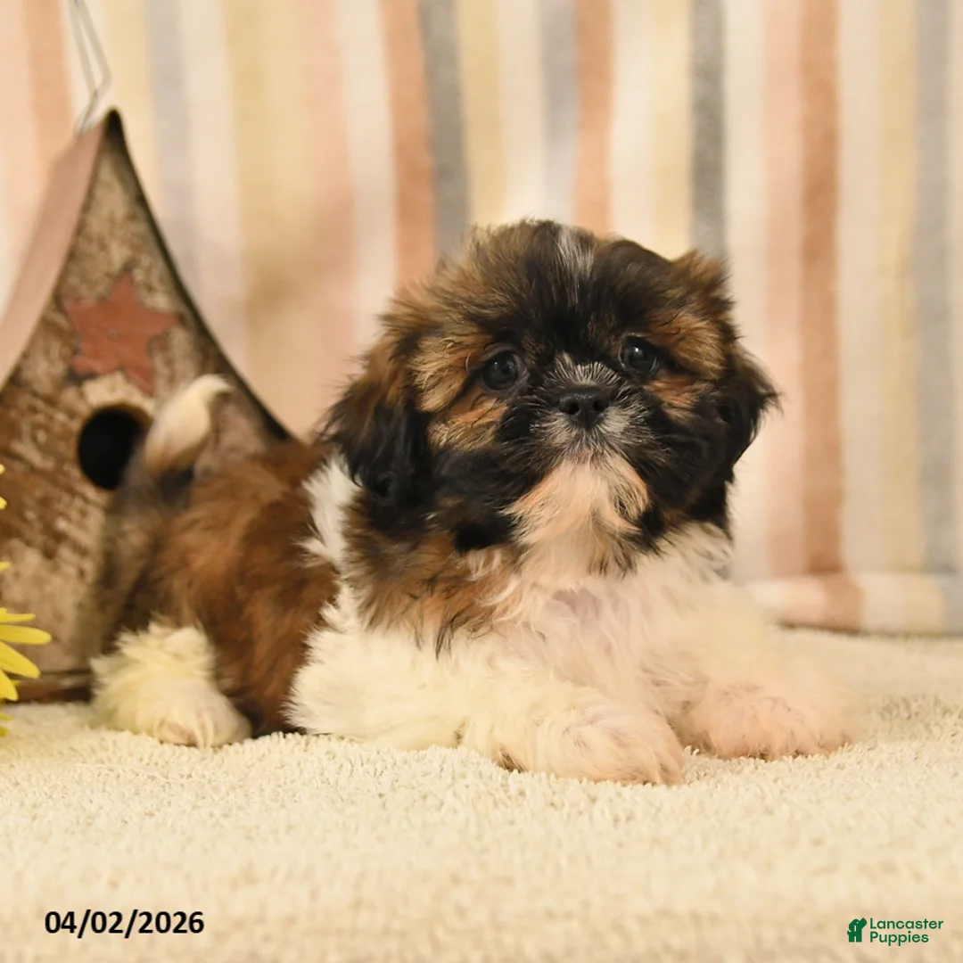 Shih Tzu dogs for sale: Mandy - Ad 2