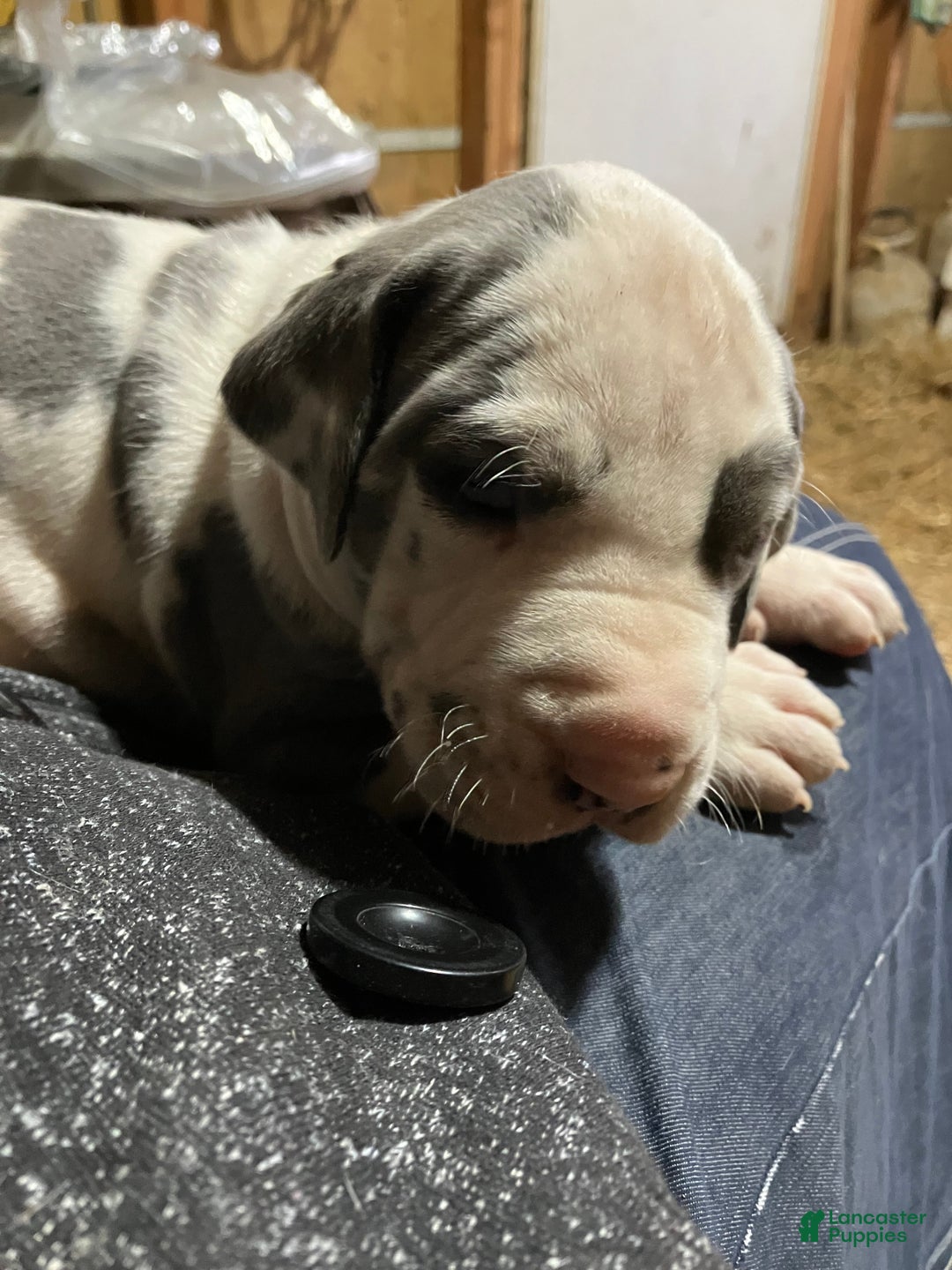Great Dane dogs for sale: Argos - Ad 1