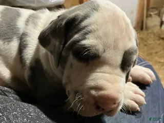 Great Dane dogs Argos - Ad 27