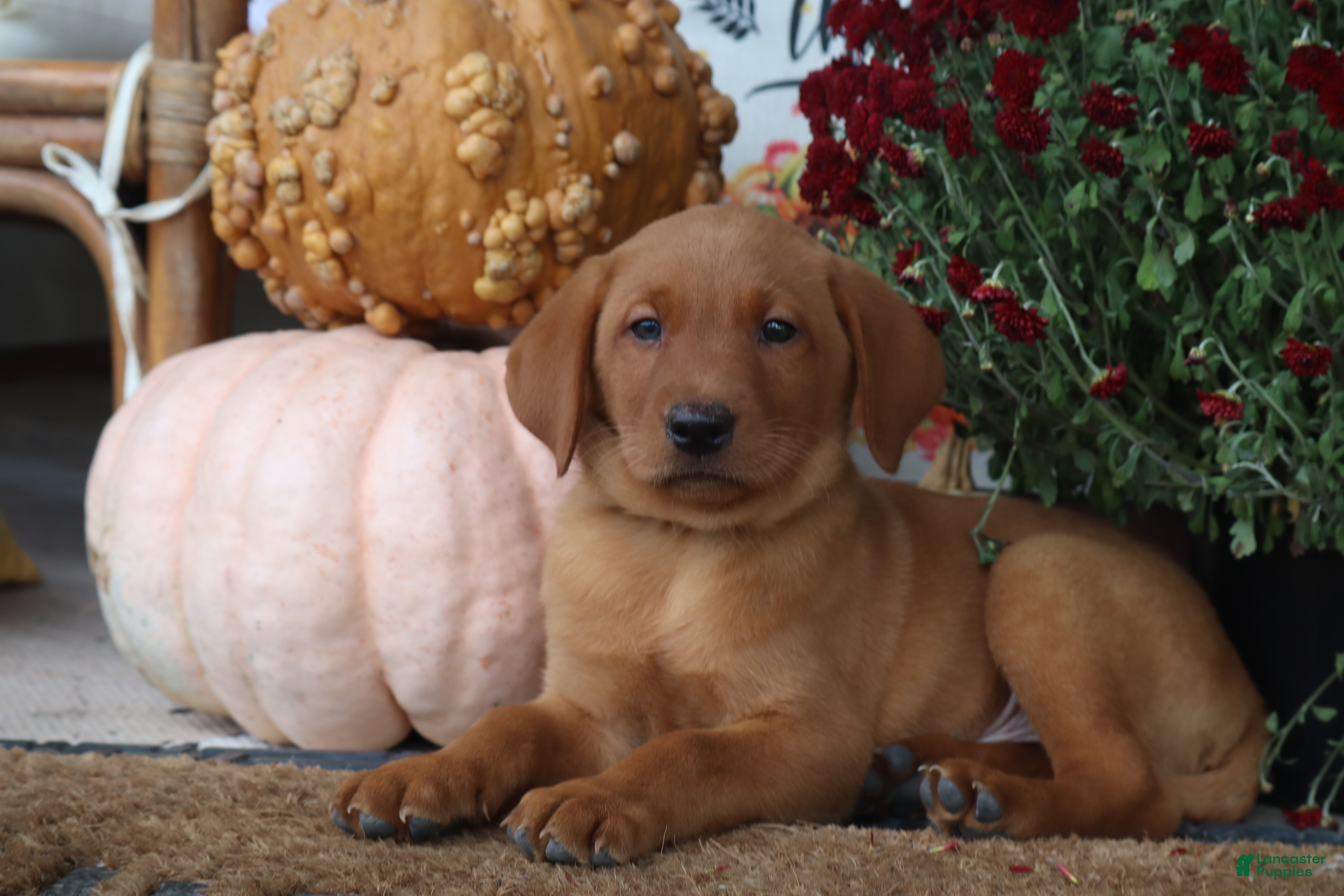 Labrador Retriever dogs Harvest - Ad 1