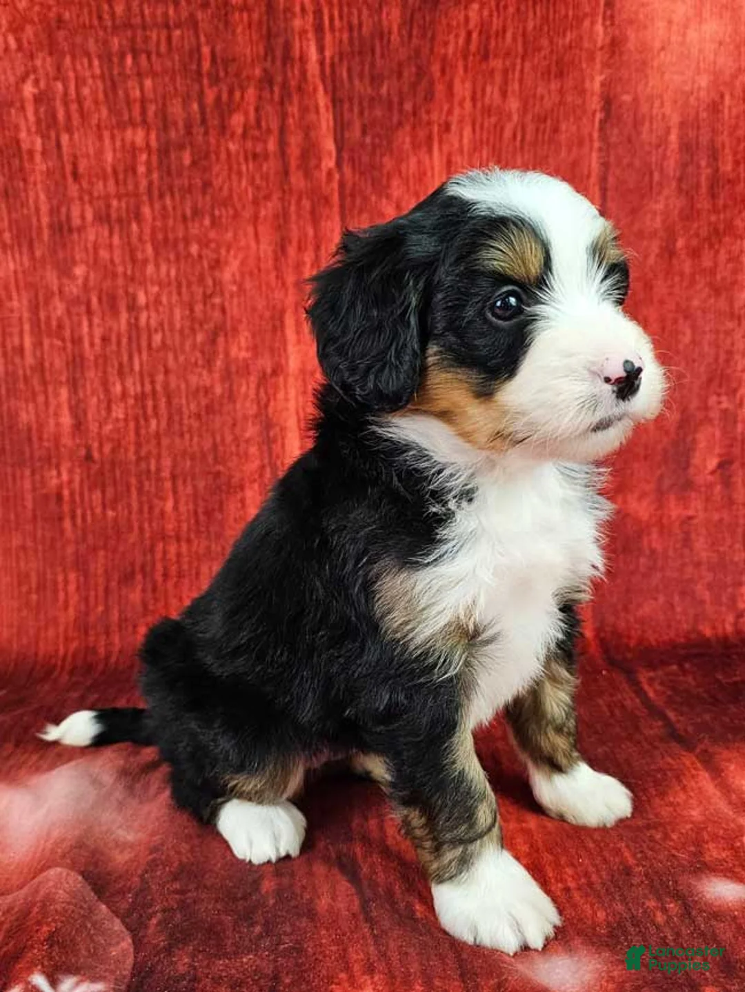 Mini Bernedoodle dogs for sale: Bindi - Ad 2