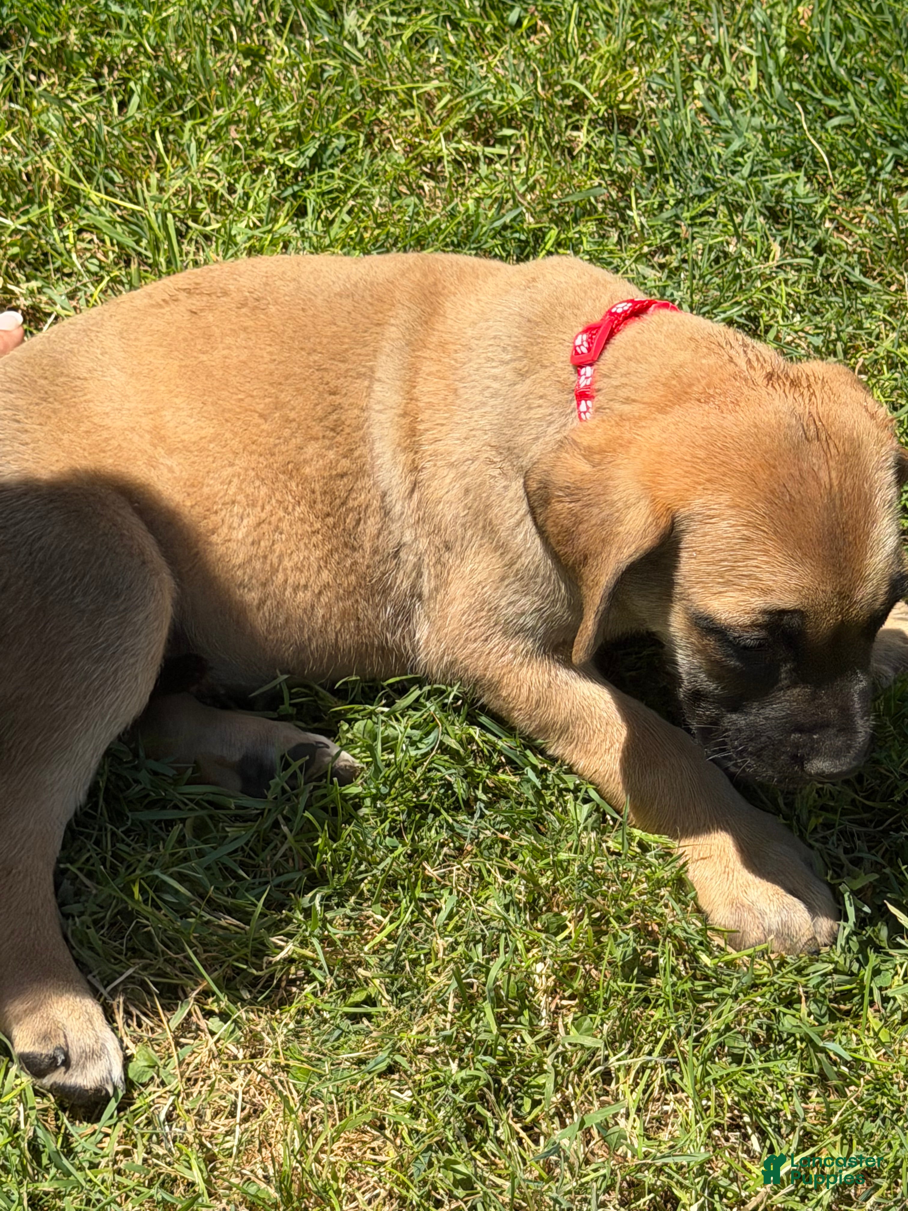 English Mastiff dogs Puppy 2 - Ad 2